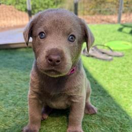 Hot pink collar - Silver female Dilute Retriever puppy in Valley Center, California from Stunning Silver Bullets Labradors