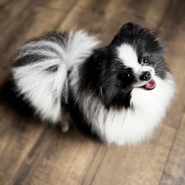 Orca - Black parti male Pomeranian puppy in Richmond, Kentucky from Pixie Dust Pomeranians