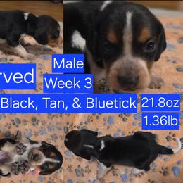 Petey Blue Male - Black tan and bluetick male Beagle puppy in Bemidji, Minnesota from Nse Farms Beagles