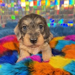HALO - Dapple female Dachshund puppy in Mc Neil, Arkansas from Shining A Lowriders & Co.