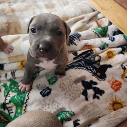 Boy 1 - American Pit Bull Terrier puppy in Glen Burnie, Maryland from Blue Antics