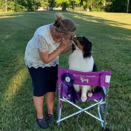 Australian Shepherd All Grown Up from Bur Oak Aussie's