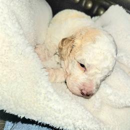 Lagotto Romagnolo Puppies from Regal Romagnolos
