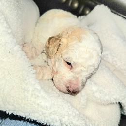Lagotto Romagnolo Puppies from Regal Romagnolos