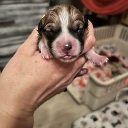 Pembroke Welsh Corgi Puppies from Fuzzy Butt Corgis