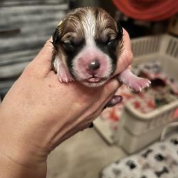 Pembroke Welsh Corgi Puppies from Fuzzy Butt Corgis