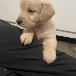 Golden Retriever Puppies from Hearth & Homestead
