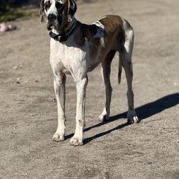 Cowboy - Great Dane
