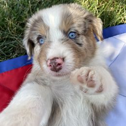 Australian Shepherd Puppies from Running Thunder Aussies
