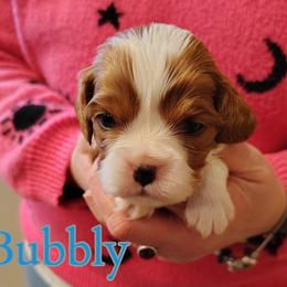 Bubbly - Blenheim male Cavalier King Charles Spaniel puppy in Rockville, Maryland from Skais the Limit Cavaliers