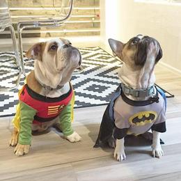 Bulldog and French Bulldog Puppies from Crystals Bulldog Bungalow