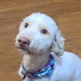 Sadie - Goldendoodle