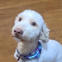 Sadie - Goldendoodle