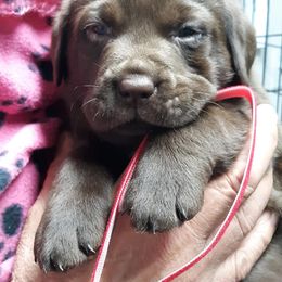 Labrador Retriever Puppies from Aldrich Mountain Labradors