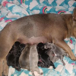 French Bulldog Puppies from Wind Ridge Frenchies