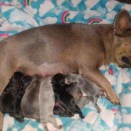 French Bulldog Puppies from Wind Ridge Frenchies