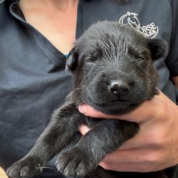 Heidi - Black female German Shepherd puppy in Purcellville, Virginia from Firelight Farm