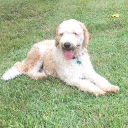Washington - Goldendoodle
