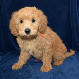Muffin - Apricot female Goldendoodle puppy in Jasper, Indiana from Hilltop Pups LLC