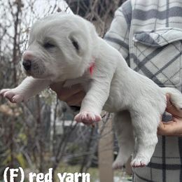 Central Asian Shepherd Dog puppies from Alabaivalley