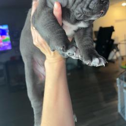 LSU - Gray female Cane Corso puppy in Bolivia, North Carolina from 336 Cane Corso