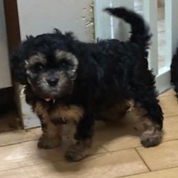 Cupcake - Black and tan female Cavapoo puppy in St. Louis, Missouri from Sweet Snuggles Cavapoos