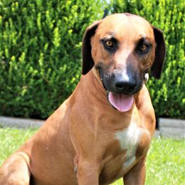 Havapoos and Rhodesian Ridgebacks from Cottonwood Puppies
