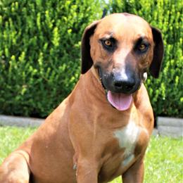 Havapoos and Rhodesian Ridgebacks from Cottonwood Puppies