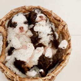 Bernedoodles and Goldendoodles from Jozlyn’s Pups
