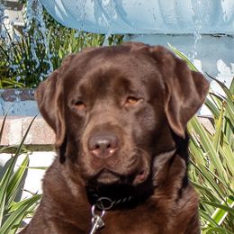 Player - Labrador Retriever