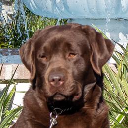 Player - Labrador Retriever