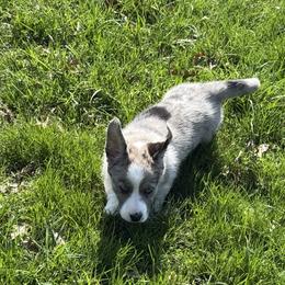 Cardigan Welsh Corgi Puppies from Squires Corgi Cottage