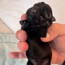 Girl 2 - Black female Miniature Schnauzer puppy in Miami, Florida from AKC Puppies 2 Love