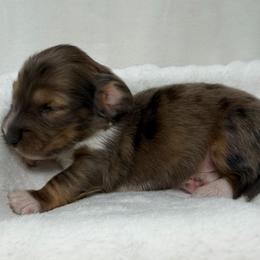 Jagger - Dapple male Dachshund puppy in Pulaski, Tennessee from Billboard Doxies