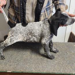 Boy 2 - Blue ticked male Bluetick Coonhound puppy in Caneville, Kentucky from Bluegrass Blueticks (BGK)