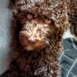 Labradoodles and Poodles from Oodles of Doodles and some Poodles