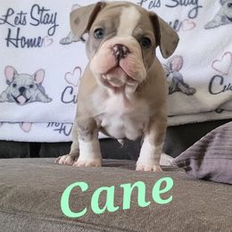 Cavalier King Charles Spaniel and French Bulldog Puppies from Pugs, Frugs and Frenchies