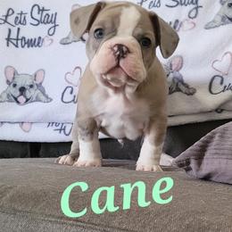 Cavalier King Charles Spaniel and French Bulldog Puppies from Pugs, Frugs and Frenchies