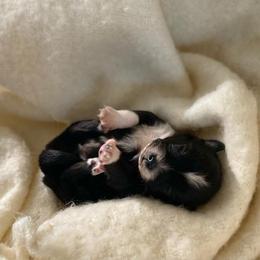 Soufflé - Black and white male Pomsky puppy in Sanbornton, New Hampshire from Kristie’s Husky Haven