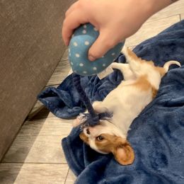 Cavalier King Charles Spaniel and Pembroke Welsh Corgi Puppies from Puppy PlayPen