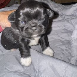 Stephen - Black male Pekingese puppy in Leachville, Arkansas from Green’s Pekingese