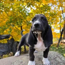 Rhaenyra - Black and white female Basset Hound puppy in Valley, Washington from Enchanted Valley Paws
