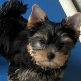 Yorkshire Terrier Puppies from Pastime’s Yorkshire Terriers