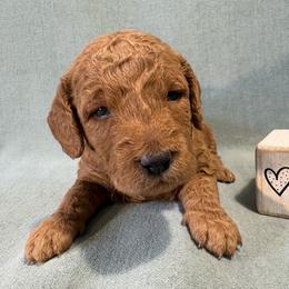 Basil - Apricot male Goldendoodle puppy in Rochester, New York from Willowgreen Goldendoodles