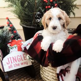 Goldendoodle Puppies from DeerCreek Doodles