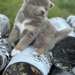 Pomsky Puppies from Ritzy Puppies
