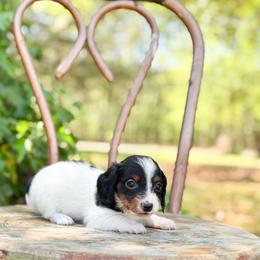 Peanut  (little man) - Piebald male Dachshund puppy in Salters, South Carolina from Long-Pine Dachshund