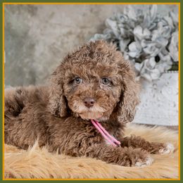 Bianca - Brown white and tan female Cockapoo puppy in Connersville, Indiana from Deaz Doodle Ranch