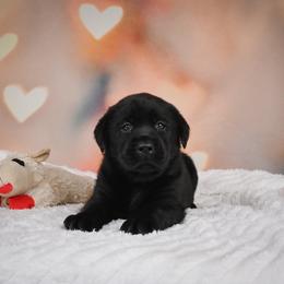 Valor - Black female Labrador Retriever puppy in Archer Lodge, North Carolina from Archer Lodge Labradors