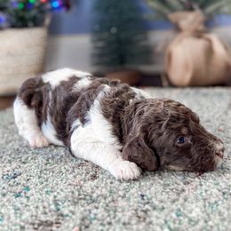 Girl 5 - Parti Poodle puppy in Simpsonville, South Carolina from Home of Doodles